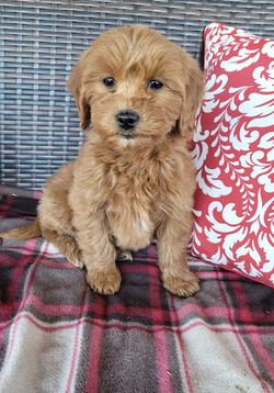 mini goldendoodle puppy