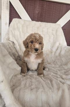 Miniature Goldendoodle puppy for sale adoption