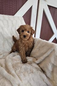 mini goldendoodle puppy